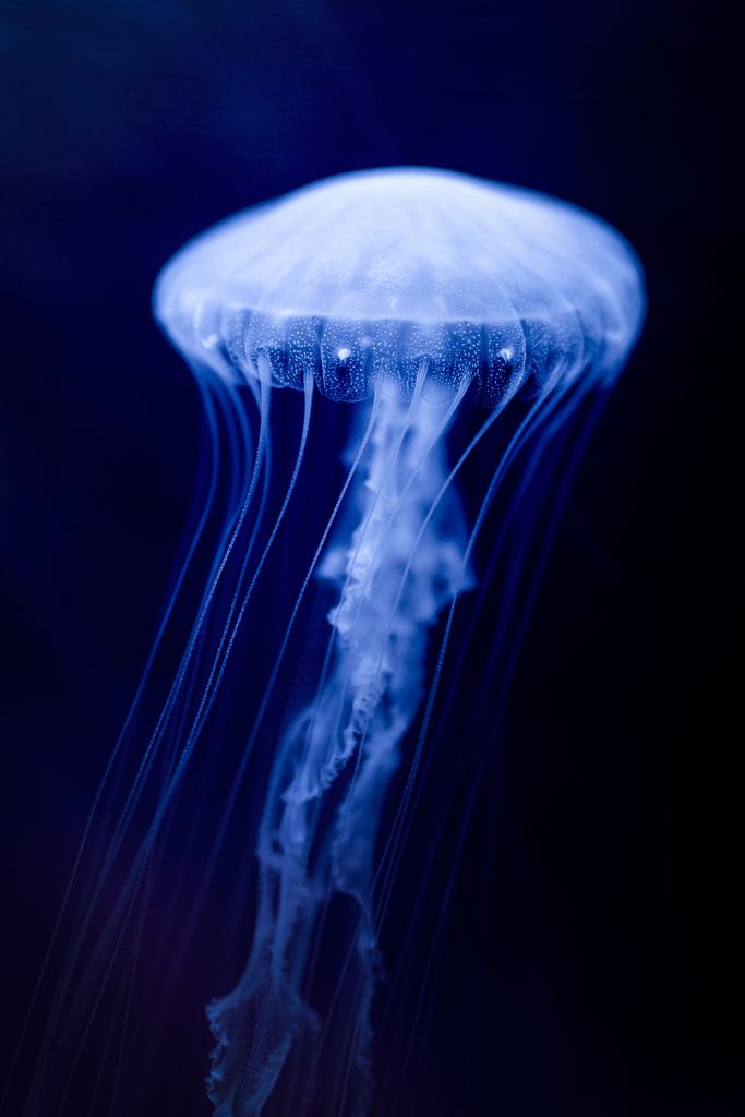 Christian González Verón – Fotógrafo afiliado en CDMX a la Academia Mexicana de Fotografía