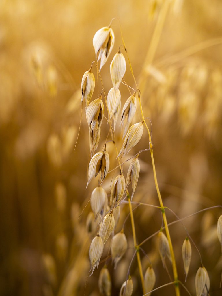 Christian González Verón – Fotógrafo afiliado en CDMX a la Academia Mexicana de Fotografía