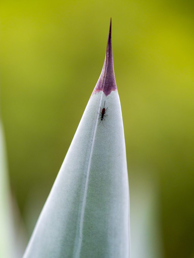 Christian González Verón – Fotógrafo afiliado en CDMX a la Academia Mexicana de Fotografía