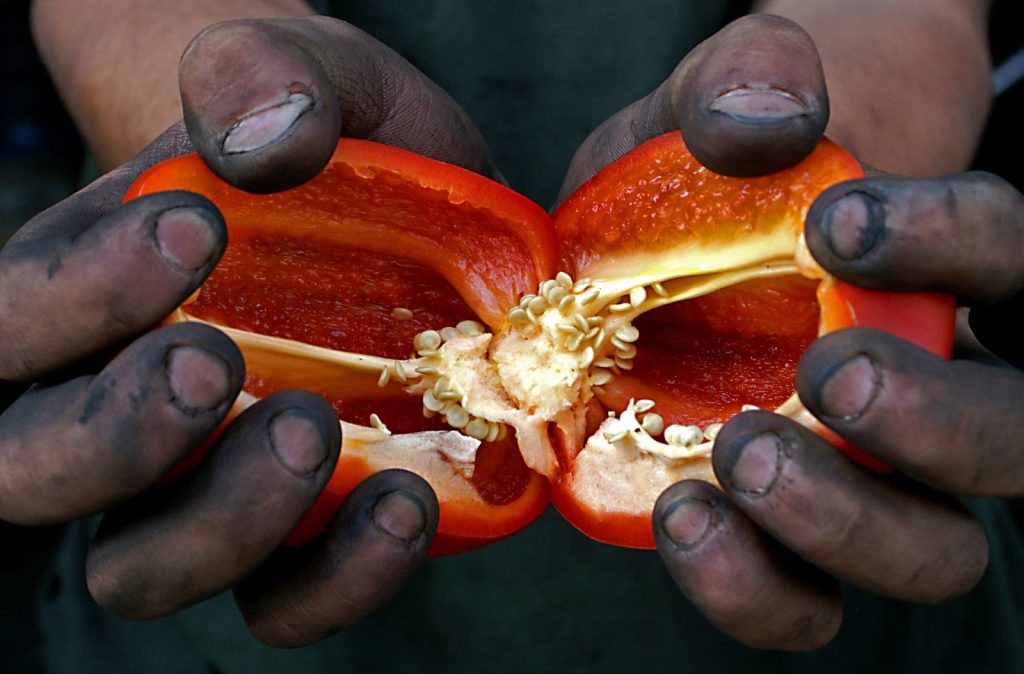 Pablo Joaquín Hernández - Fotógrafo Embajador en Chiapas - Academia Mexicana de Fotografía