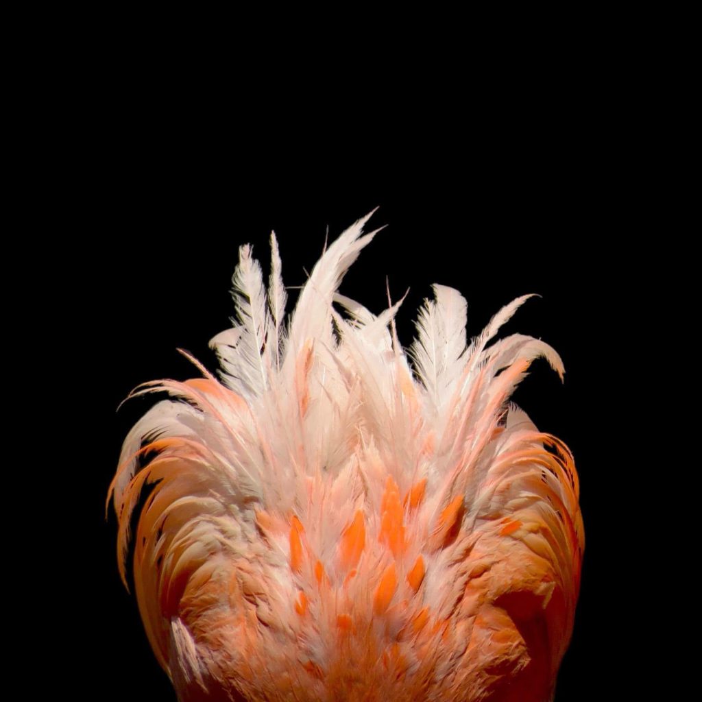 Alicia García Carvallo – Fotógrafa afiliada en CDMX – Academia Mexicana de Fotografía