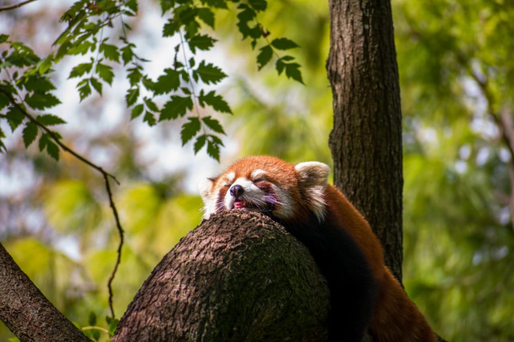 Sergio Iván Pinzón Fuentes – Fotógrafo embajador de CDMX en Academia Mexicana de Fotografía