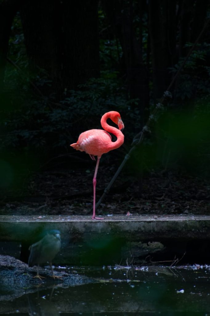 Sergio Iván Pinzón Fuentes – Fotógrafo embajador de CDMX en Academia Mexicana de Fotografía