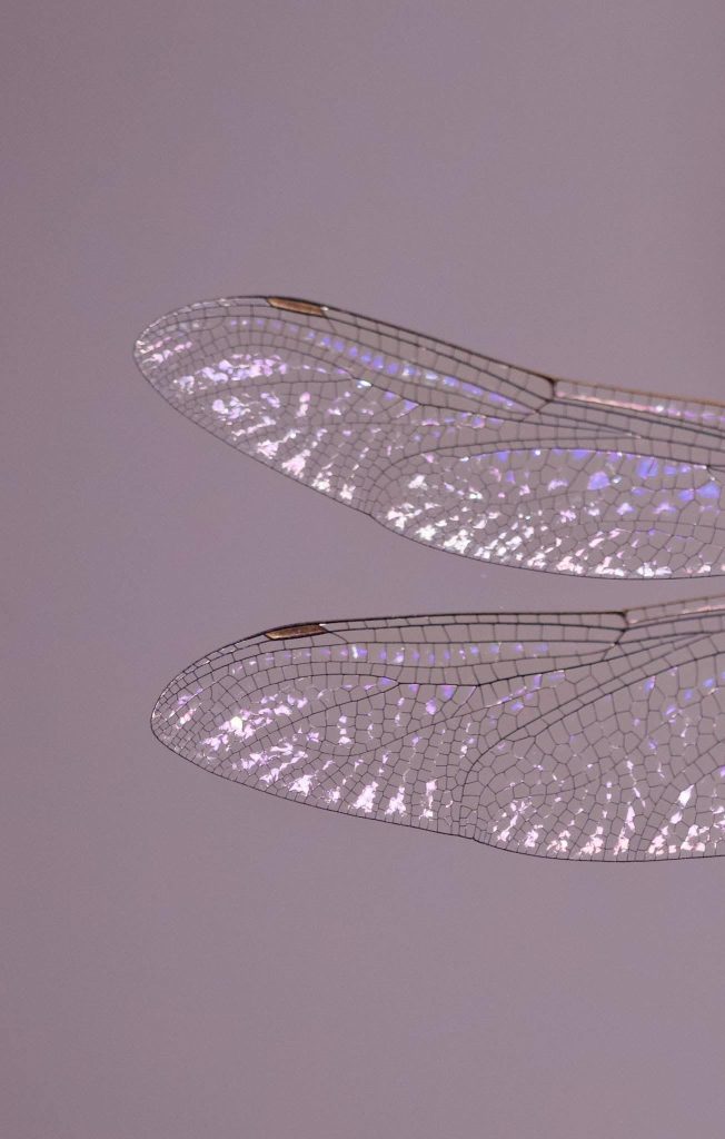 Alicia García Carvallo – Fotógrafa afiliada en CDMX – Academia Mexicana de Fotografía