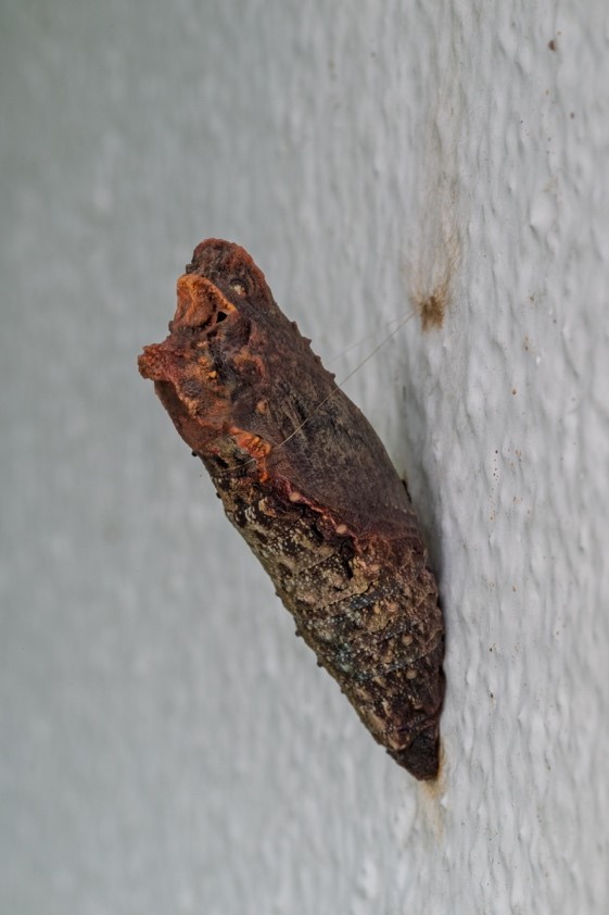 Miguel Velasco - Fotógrafo afiliado en CDMX - Academia Mexicana de Fotografía