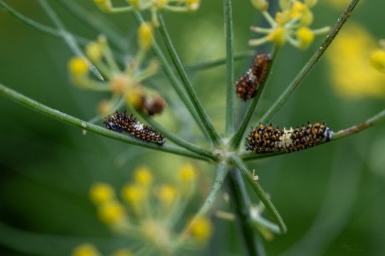 Miguel Velasco - Fotógrafo afiliado en CDMX - Academia Mexicana de Fotografía