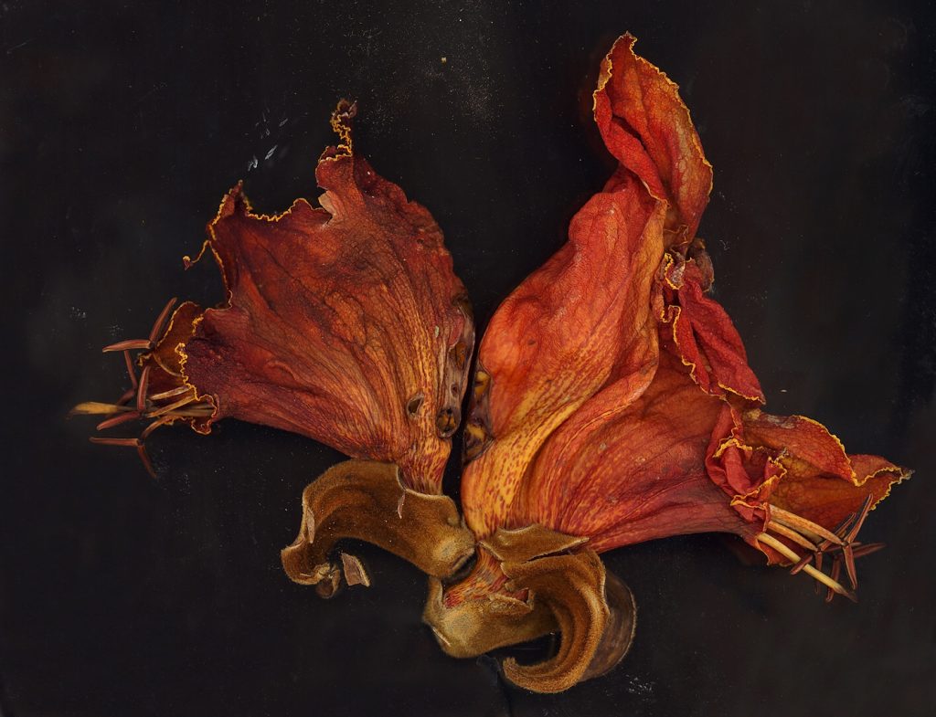 Mariana Barreiro Guijosa – Fotógrafa Embajadora en Morelos – Academia Mexicana de Fotografía