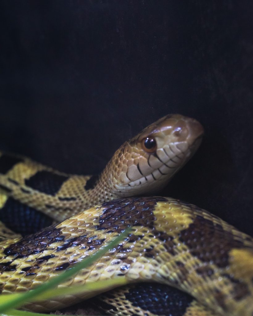 Día Internacional de las Serpientes en el Festival Mexicano de las Serpientes - Angélica Núñez Rico