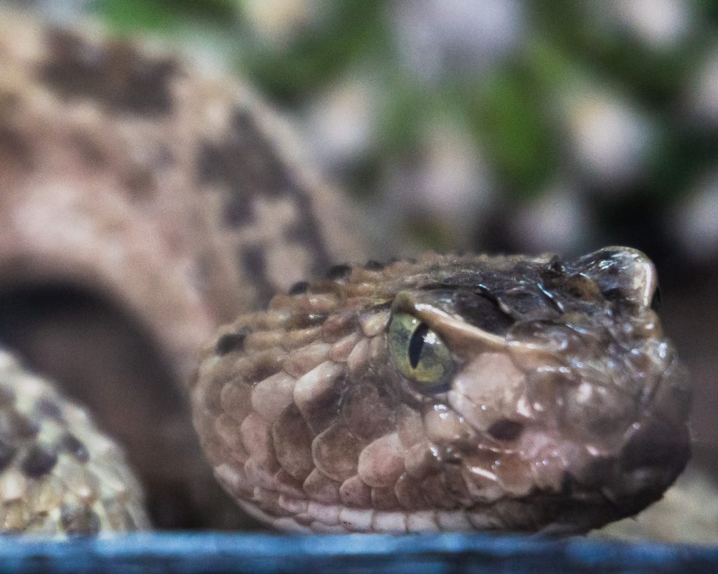 Día Internacional de las Serpientes en el Festival Mexicano de las Serpientes - Angélica Núñez Rico