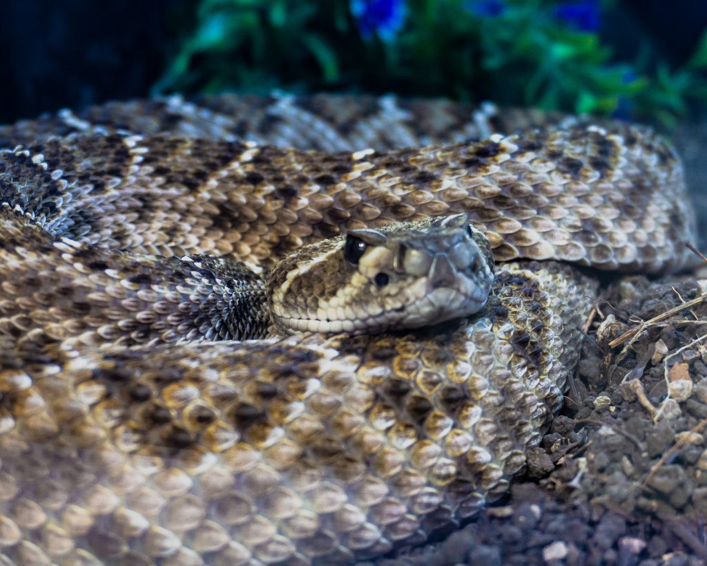 Día Internacional de las Serpientes en el Festival Mexicano de las Serpientes - Angélica Núñez Rico