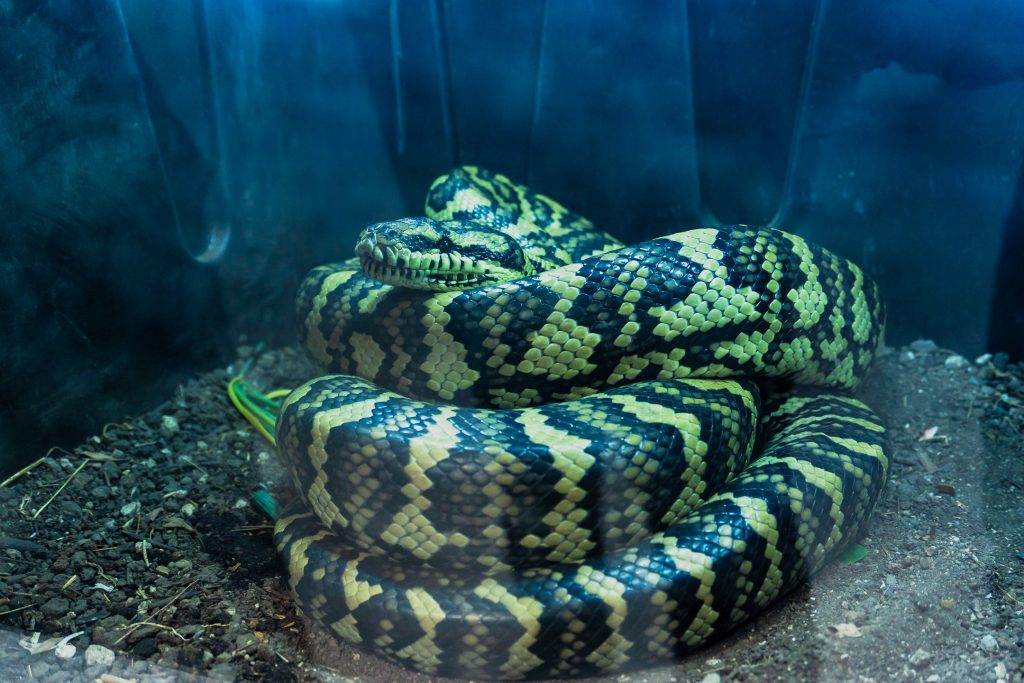 Día Internacional de las Serpientes en el Festival Mexicano de las Serpientes - Angélica Núñez Rico