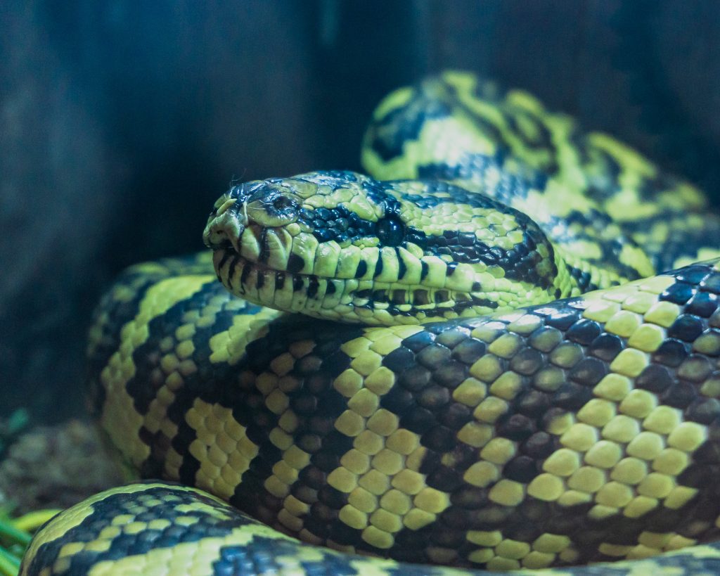 Día Internacional de las Serpientes en el Festival Mexicano de las Serpientes - Angélica Núñez Rico