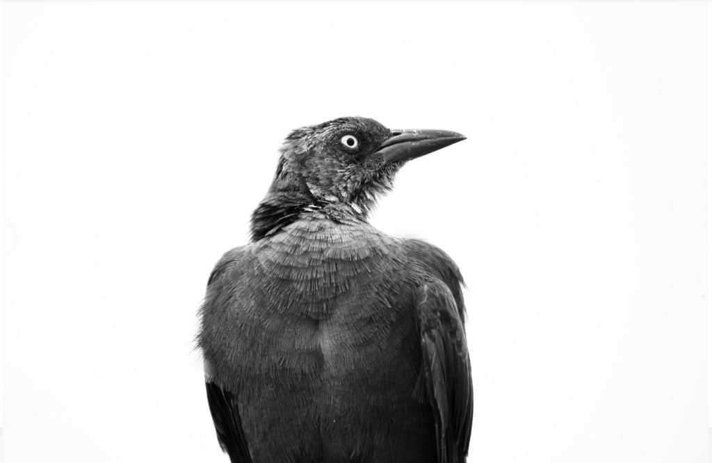 Sergio Guerra - Fotógrafo Embajador de Monterrey - Academia Mexicana de Fotografía