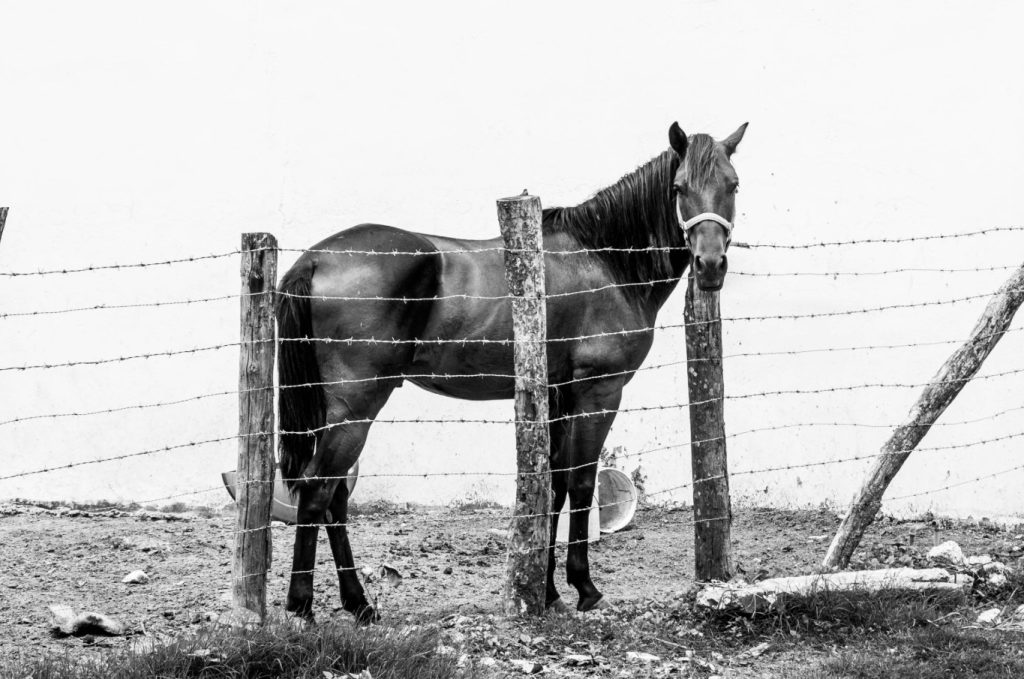 Sergio Guerra - Fotógrafo Embajador de Monterrey - Academia Mexicana de Fotografía